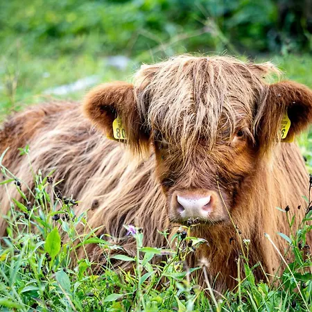 Apartmaji Valter Srpenica